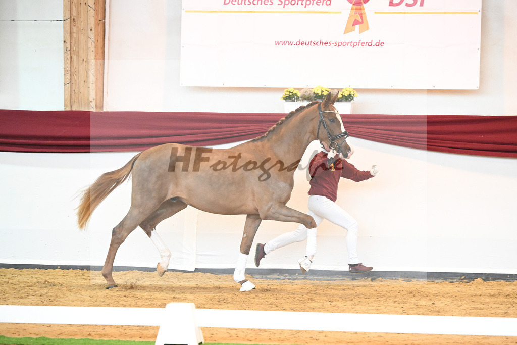 Kat-Nr. 5 v. Benicio_Wille_66221603 | hf-fotografie - Realisiert mit Pictrs.com