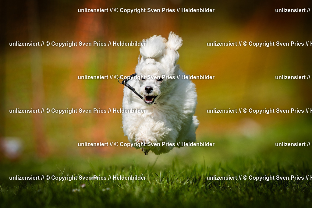 Sven Pries | 2025-04-13 - Hunderennen Baden-Baden - Realisiert mit Pictrs.com