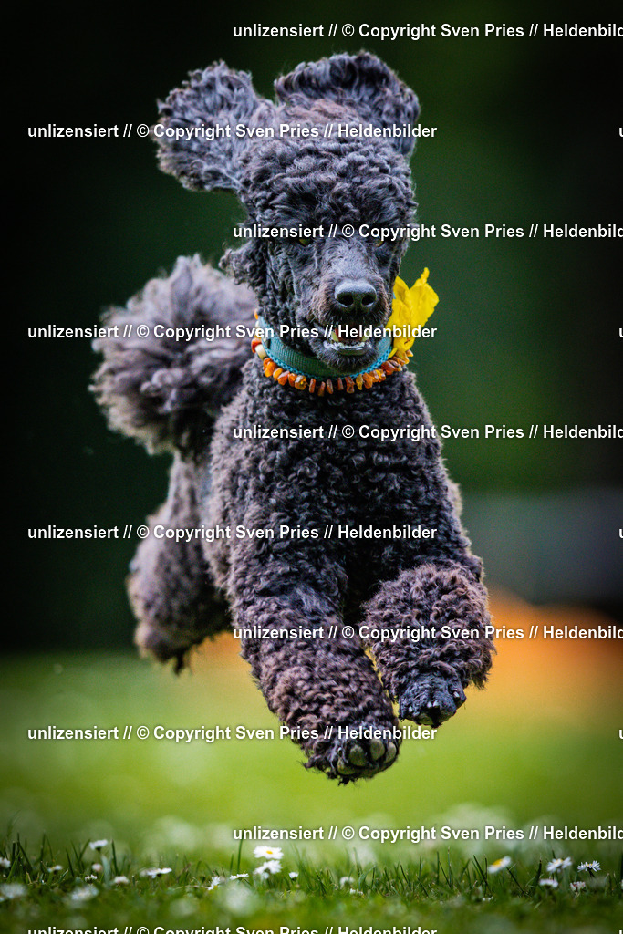 Sven Pries | 2025-05-29 - Pudelrennen KA-Durlach - Realisiert mit Pictrs.com