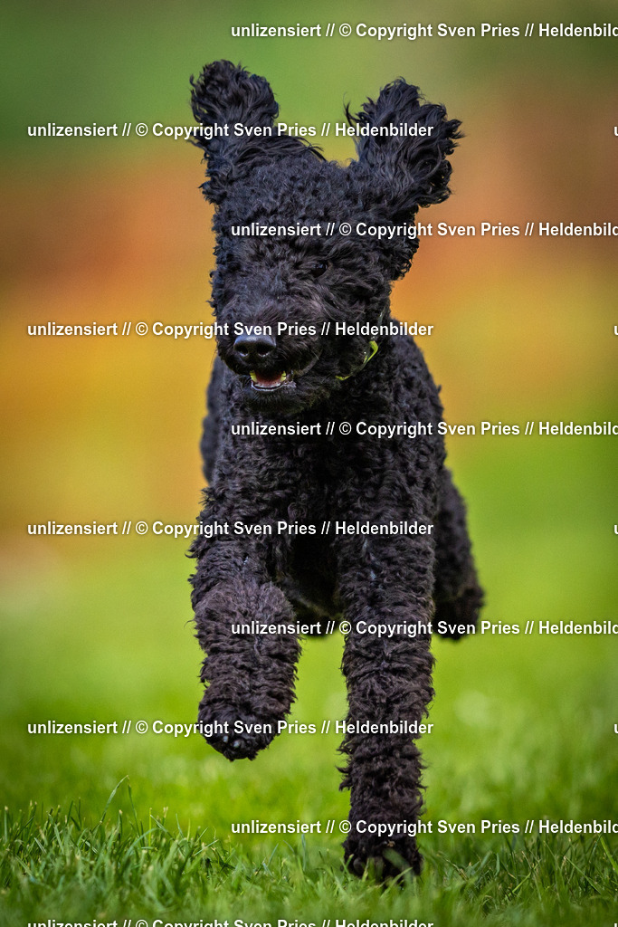 Sven Pries | 2025-04-13 - Hunderennen Baden-Baden - Realisiert mit Pictrs.com