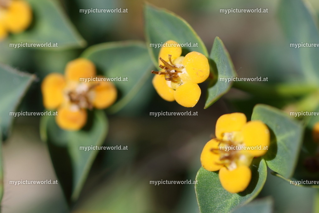 Erdbeer-Wolfsmilch-003 | Das Bilderarchiv über Tiere, Planzen und Landschaften. In der Bilddatenbank finden Sie ein große Auswahl an hochwertigen Bilder für Ihre Werbung - Realisiert mit Pictrs.com