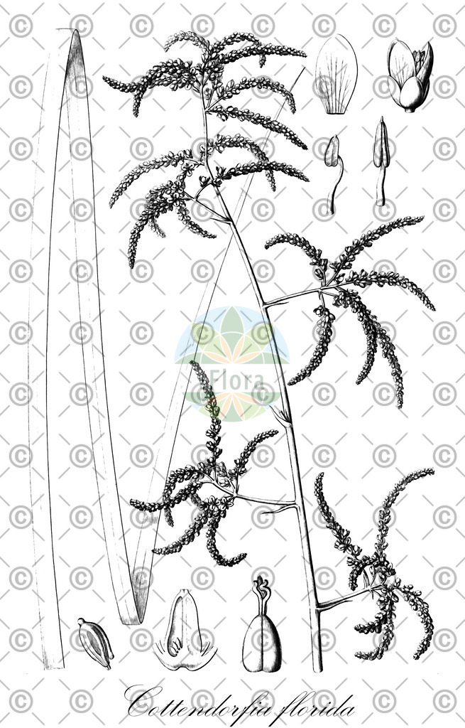HistAbb_wfo-0000926002_1_ENZY_Simple | Historische Abbildung von Cottendorfia florida - Bromeliaceae | Historical Illustration of Cottendorfia florida - Bromeliaceae