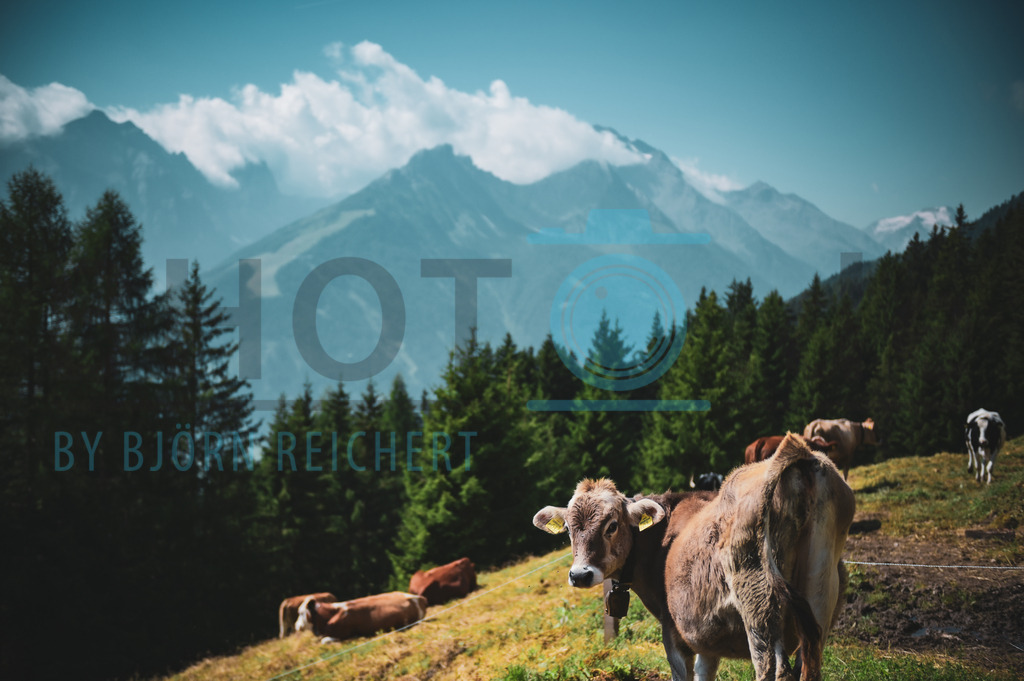 My home | Tiere
© Björn Reichert/Bhoto.de