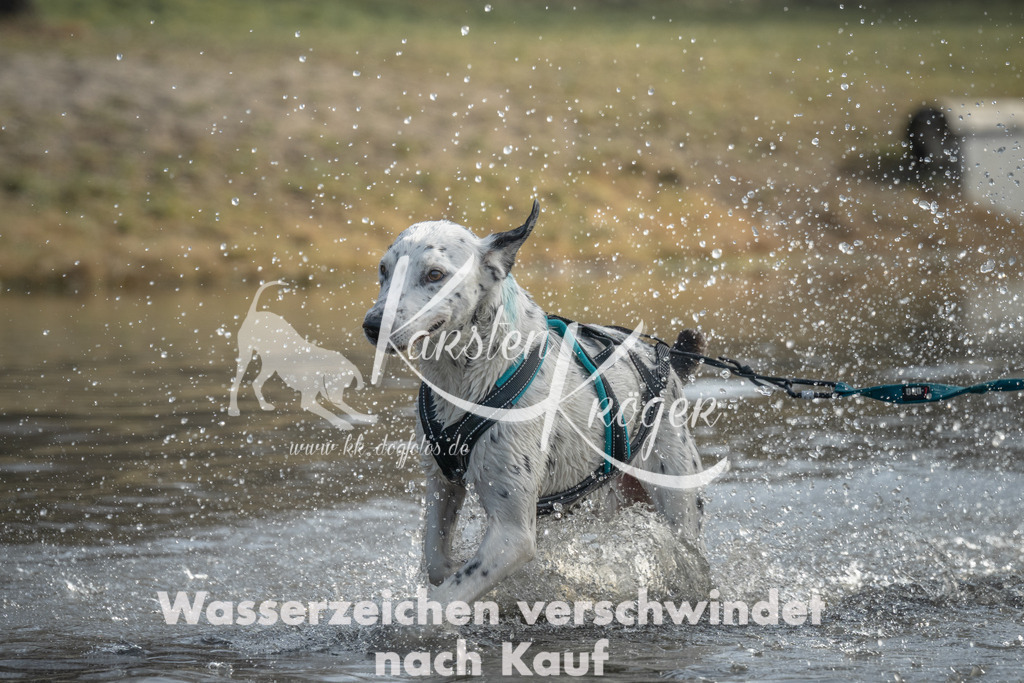 1028_ZZ97747 | kk-dogfotos