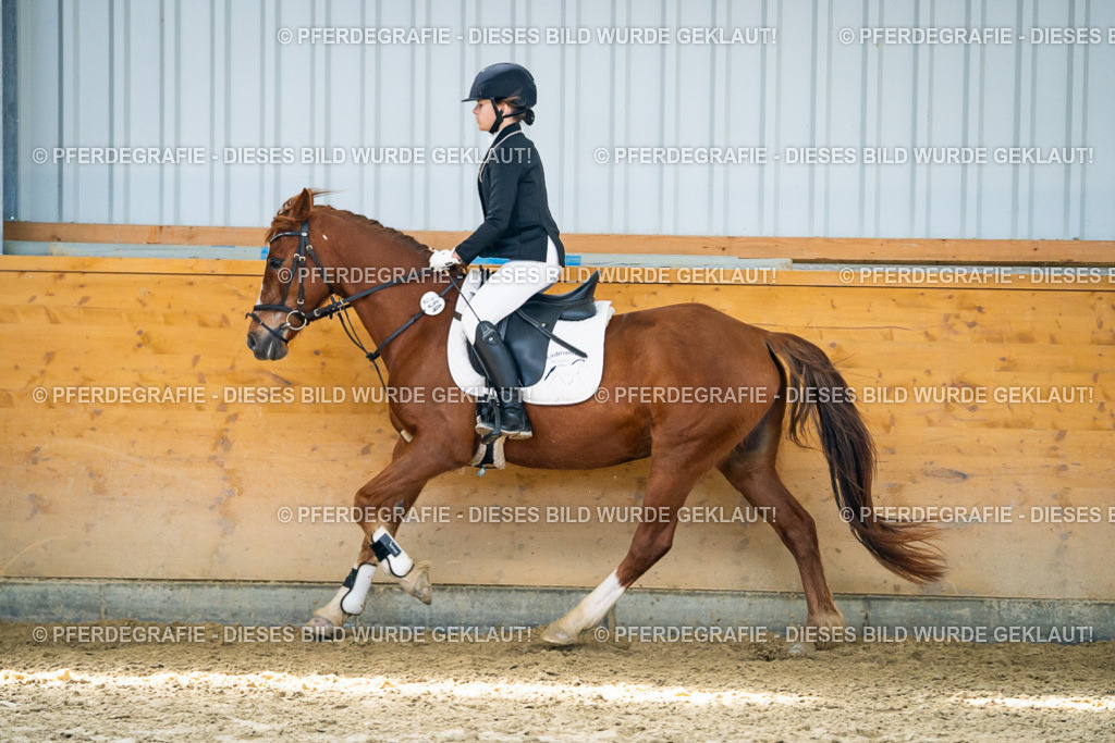 DSC02137 | Pferdegrafie