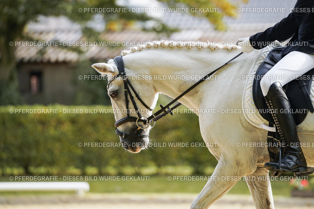 DSC04474 | Pferdegrafie