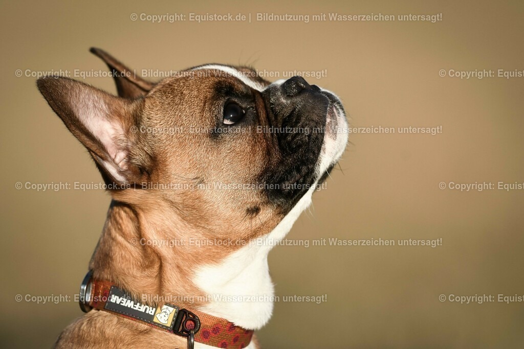 20190217_Hund_0039 | Foto: Thomas Hartig