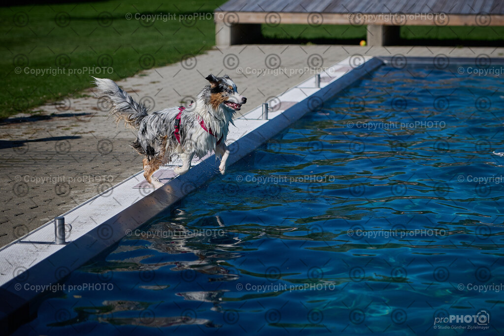 214_202509_4Hundebadetag_NZ9_2832 | proPHOTO - Realisiert mit Pictrs.com