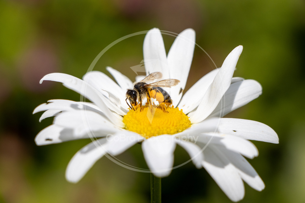 IMG_0825-2 | CoBra Photography - Realisiert mit Pictrs.com