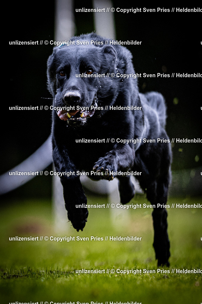 Sven Pries | 2025-10-03 - Hunderennen Obergrombach - Realisiert mit Pictrs.com