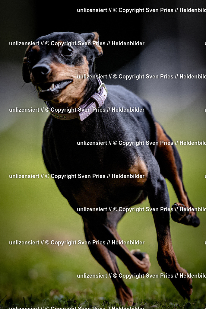 Sven Pries | 2025-10-03 - Hunderennen Obergrombach - Realisiert mit Pictrs.com