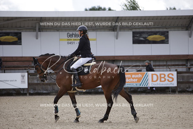 1J2A1739Sophie Kessel_ Universe 10_ Kn954_ Havekost | Foto- und Videografie für alles rund ums Pferd. Hochwertige Bilder und Videos vom Spring- und Dressurreiten, Voltigieren & mehr. Jetzt aktuelle Veranstaltungen und Preise im Shop ansehen. - Realisiert mit Pictrs.com