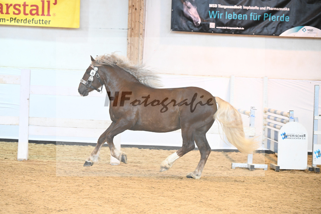 Kat-Nr. 8 v. Valegro_Glonecker_6240132 | hf-fotografie - Realisiert mit Pictrs.com