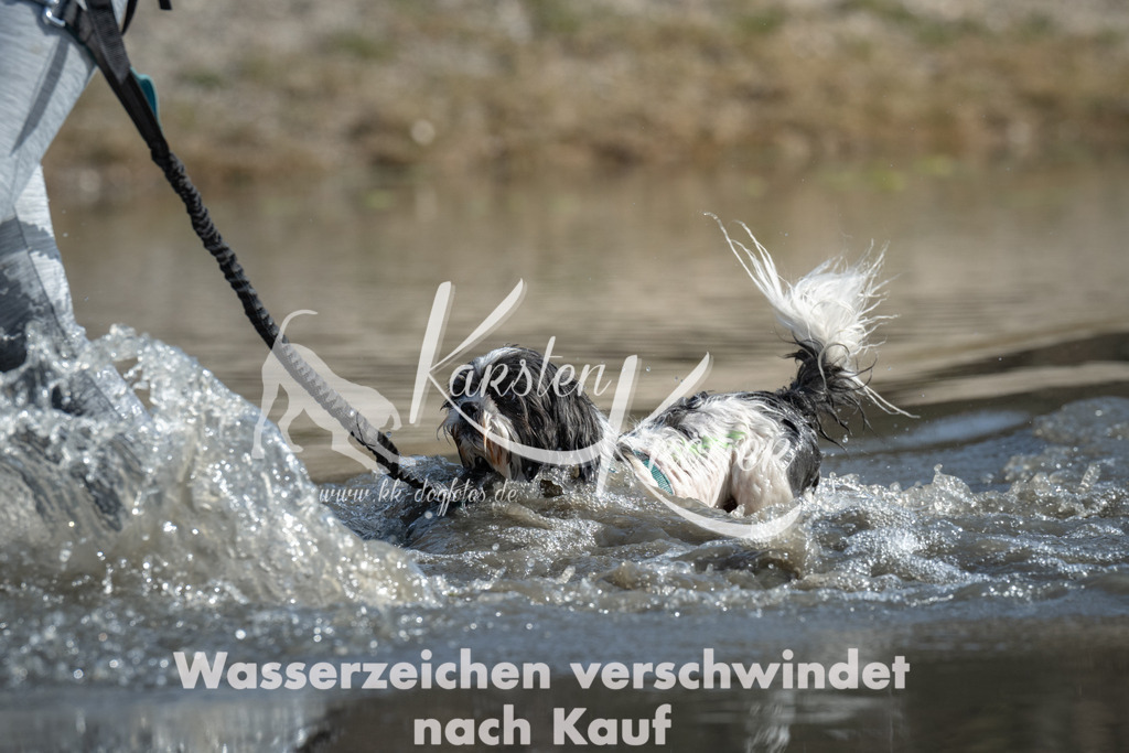 1212_ZZ98523 | kk-dogfotos