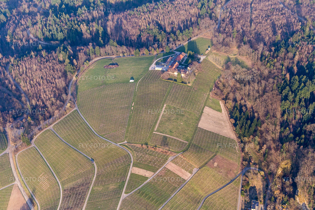 Luftbild: Weinberge des Weingut Nägelsförst - Landschaft der Winzer- Gebiete im Ortsteil Varnhalt in Baden-Baden im Bundesland Baden-Württemberg in Deutschland. Foto: IMG_097740.jpg vom 16.03.2017 durch Werner Riehm/FLY-FOTO.de