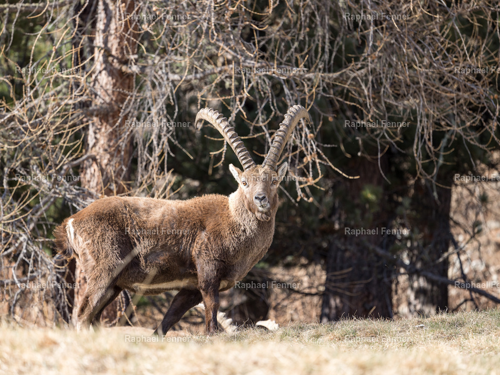 Steinbock in Pontresina | Ein Steinbock bewegt sich durch lichten Wald am Rande von Pontresina im Engadin. Dieses Bild zeigt die majestätischen Tiere in ihrem natürlichen Lebensraum und vermittelt ein authentisches Stück alpiner Wildnis.