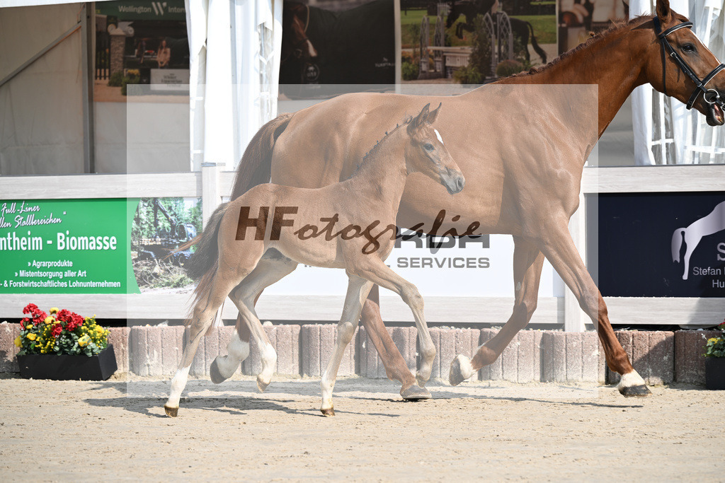 Fuerst Zonik x Vitalis_SF_Haering_12250007 | hf-fotografie - Realisiert mit Pictrs.com