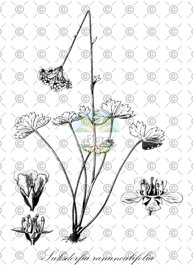 HistAbb_EMP_22290_2_FloraD_Simple | Historische Abbildung von Suksdorfia ranunculifolia - Saxifragaceae | Historical Illustration of Suksdorfia ranunculifolia - Saxifragaceae