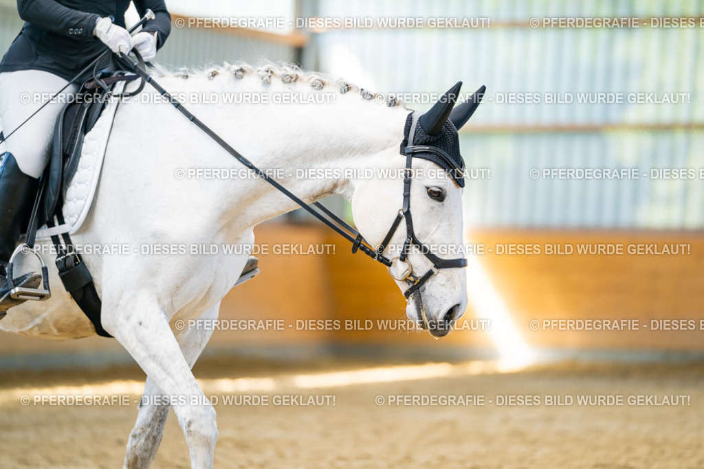 DSC07897 | Pferdegrafie