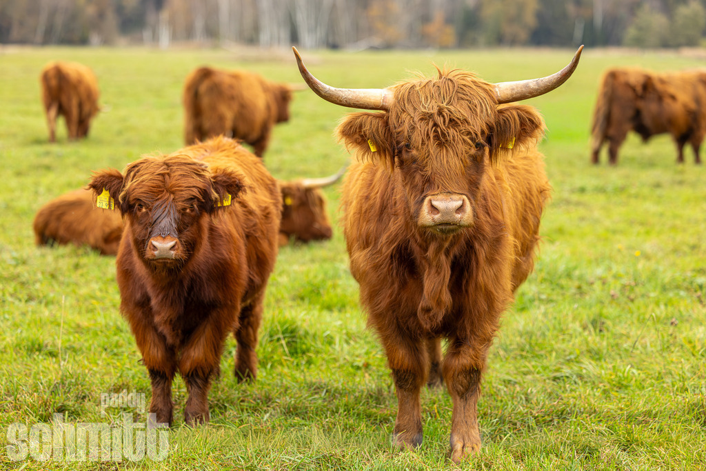 PS-Tiere-2026-39 | Entdecke die größte Bildgalerie der Region mit Fotografien aus dem Allgäu, der Bodenseeregion, Oberschwaben, dem Donautal und der Schwäbischen Alb. Landschaften, Luftaufnahmen und Reisefotografie als Wandbild und Fotokunst. - Realisiert mit Pictrs.com