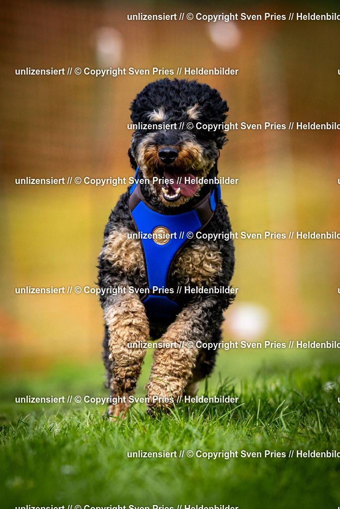 Sven Pries | 2025-04-13 - Hunderennen Baden-Baden - Realisiert mit Pictrs.com