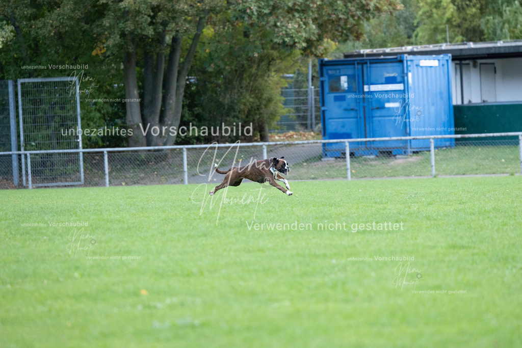 _16A4638 | Einzigartige Fotos von Hunden & Menschen –Actionfotos, Portraits, Vereinsaufnahmen & Paarshootings – authentisch, lebendig & mit Herz.