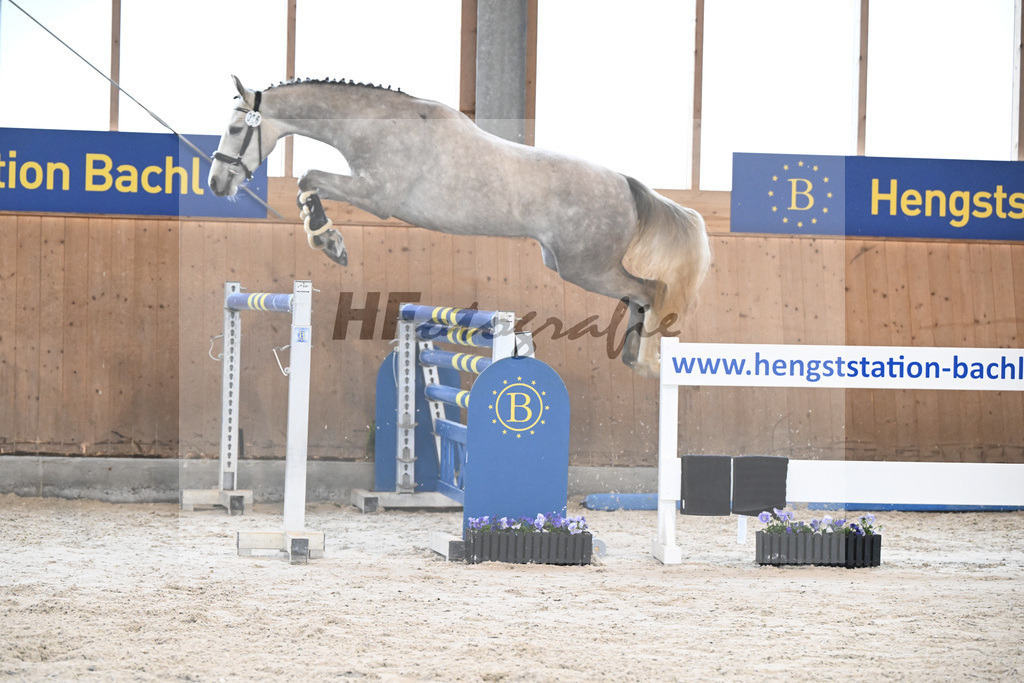 Kat-Nr. 26 Albert v. Colestus_Wieselsberger_7240054 | hf-fotografie - Realisiert mit Pictrs.com