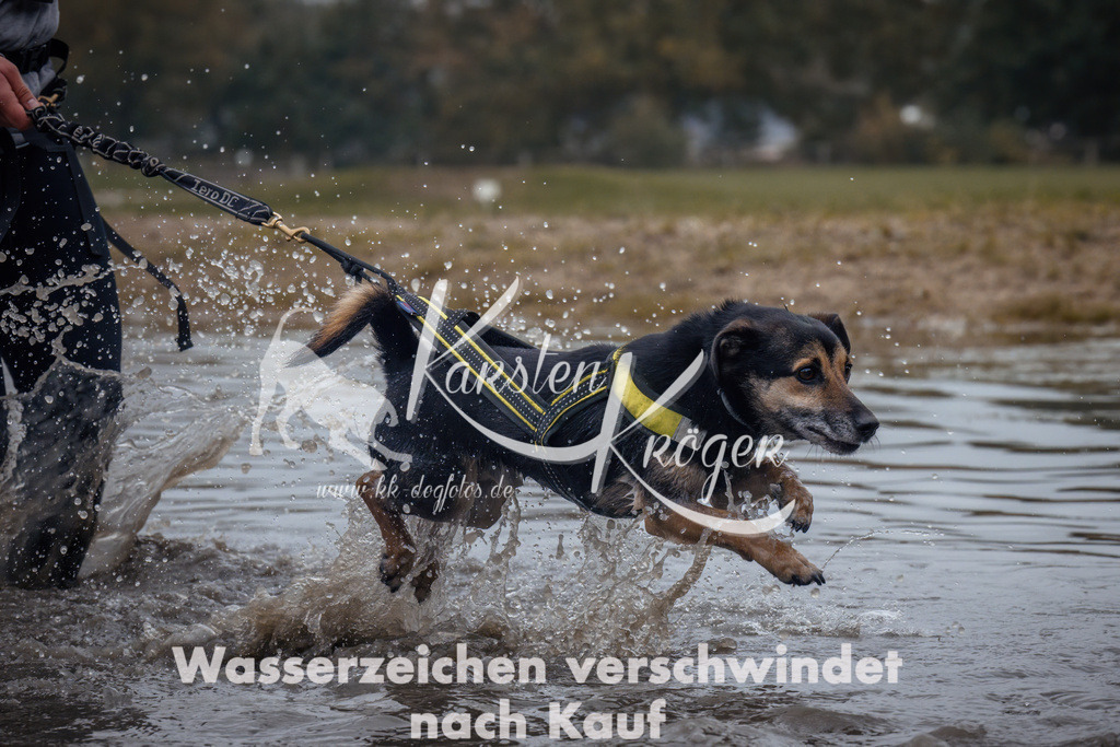 1304_ZZ92585 | kk-dogfotos