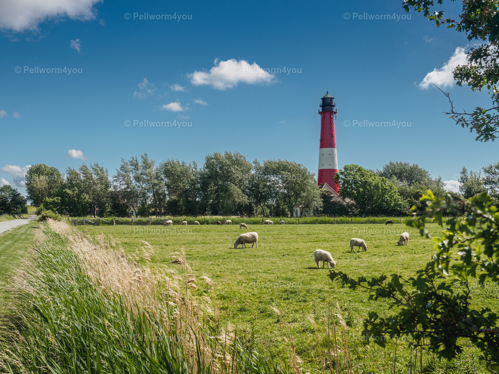 _6110258-HDR | Pellwormer Bilder und Fotos als Poster, auf Leinwand mit Keilrahmen, hinter Acrylglas, auf Alu-Dibond oder Forex-Platte und vieles mehr. Zum verschenken, für die Ferienwohnung oder für zu Hause. - Realisiert mit Pictrs.com