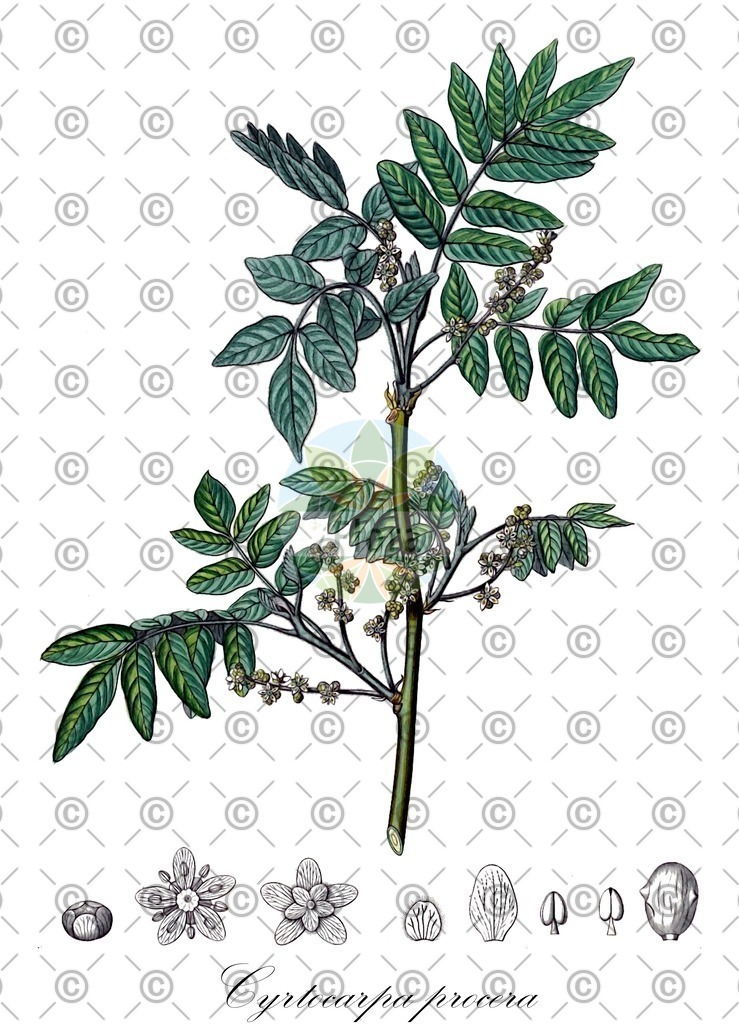 HistAbb_wfo-0000861432_1_ENZY_Simple | Historische Abbildung von Cyrtocarpa procera - Anacardiaceae | Historical Illustration of Cyrtocarpa procera - Anacardiaceae