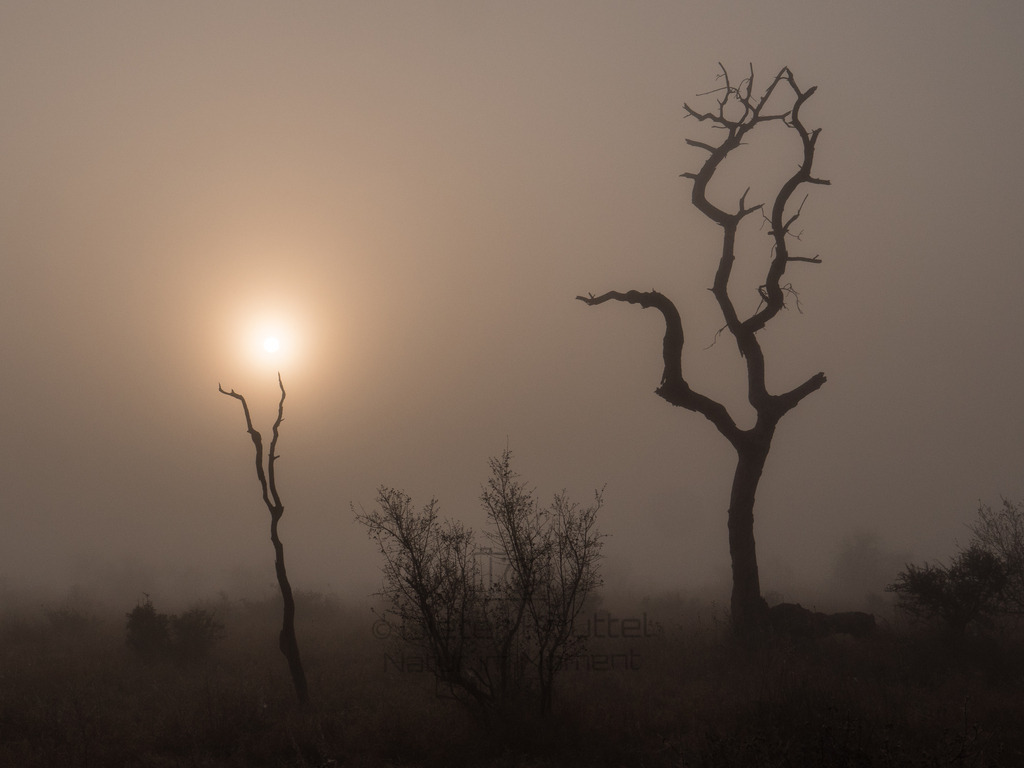 PANA2050-Bearbeitet-2017-LR | Natur im Moment - Realisiert mit Pictrs.com