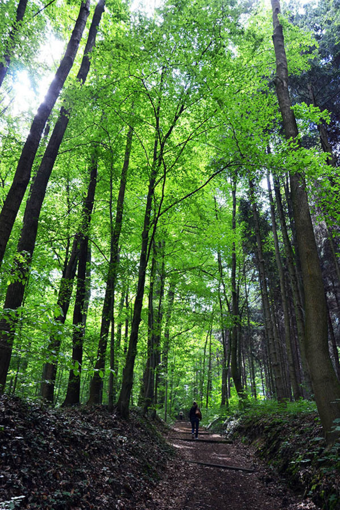 Kriebstein - Lutherweg Sachsen | Entdecke über 20 Kategorien Leipzig-Motive: Foto-Downloads, hochwertige Poster, Leinwand- & Fine-Art-Prints. Jetzt Lieblingsfoto im Bildlexikon Leipzig Shop bestellen!