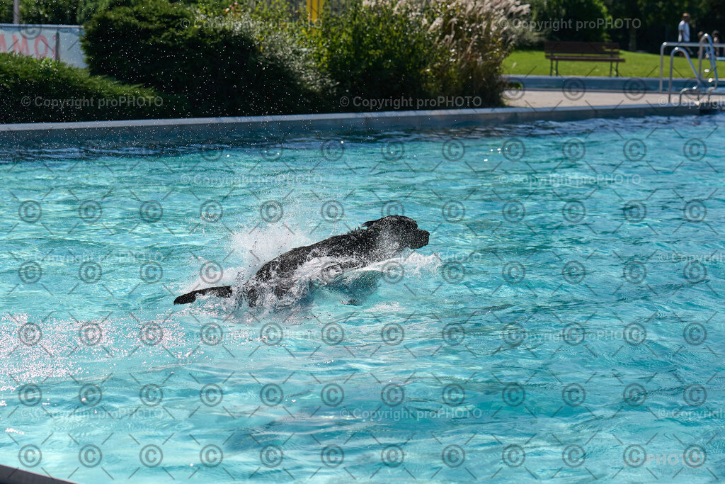 169_202509_4Hundebadetag_NZ9_2681 | proPHOTO - Realisiert mit Pictrs.com