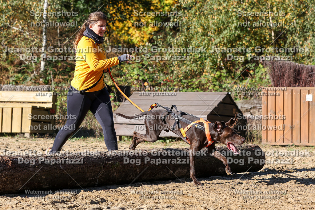 Dog Paparazzi - Strongdog 10-25-2291 | Dog Paparazzi Jeanette Grottendiek Fotografie & Videografie - Realisiert mit Pictrs.com