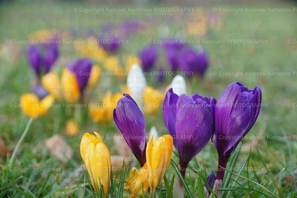 Krokuswiese | Krokuswiese - Realisiert mit Pictrs.com