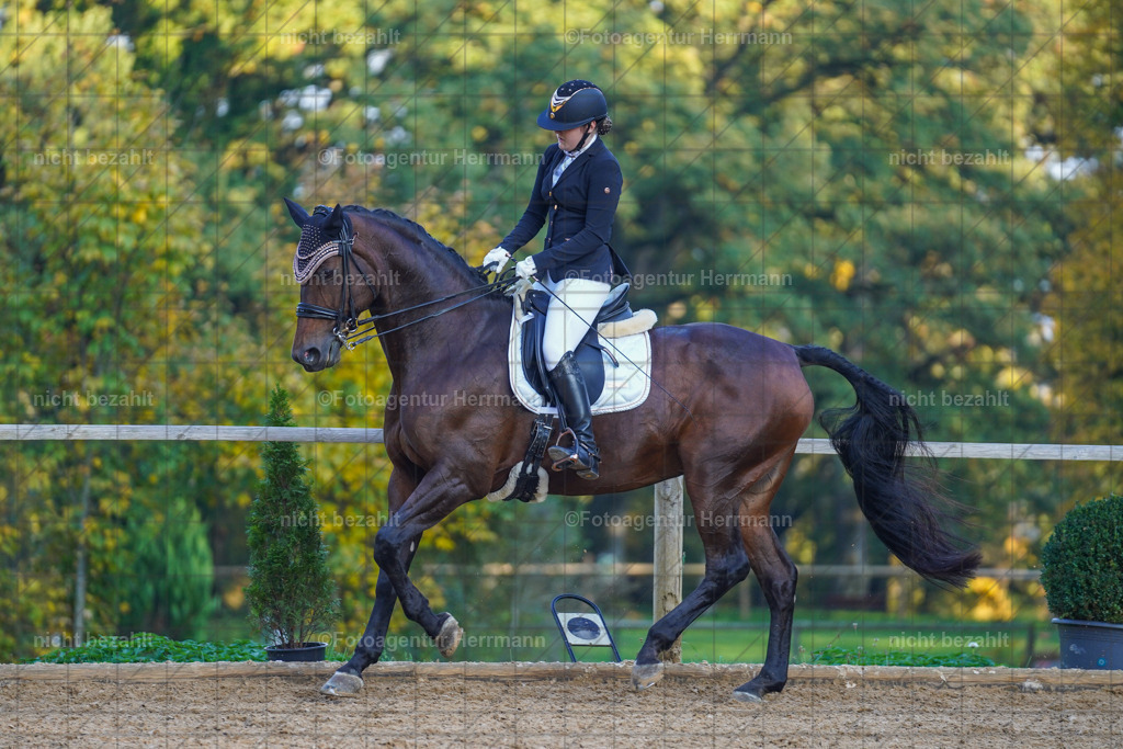 20221007-FAH00422 | Diessen am Ammersee, 2022, Dressur- und Springturnier, Reitsportbilder, Turnierfotografen Bayern, Pferdefotografen, Fotoagentur Herrmann, Turnierbilder