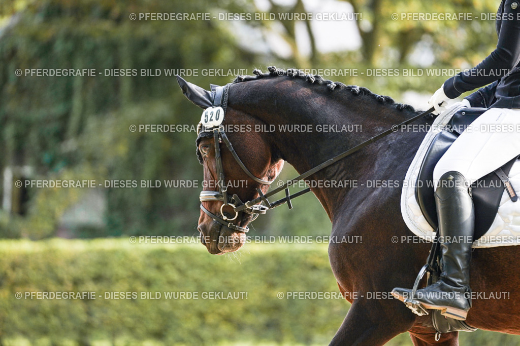 DSC05586 | Pferdegrafie