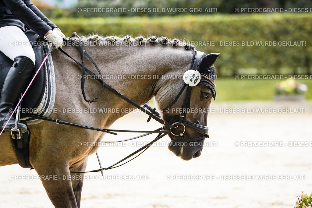 DSC05111 | Pferdegrafie