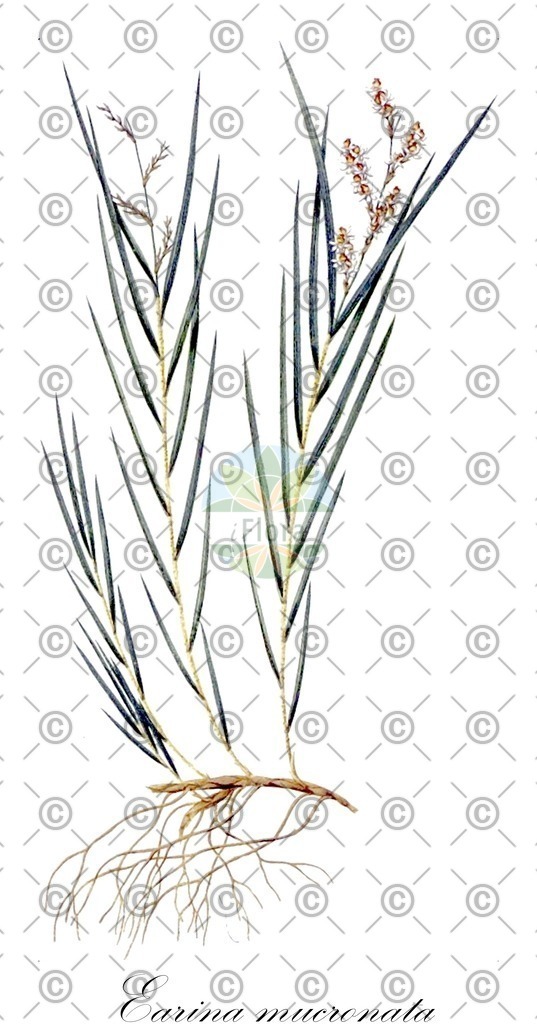 HistAbb_wfo-0000213716_1_ENZY_Simple | Historische Abbildung von Earina mucronata - Orchidaceae | Historical Illustration of Earina mucronata - Orchidaceae
