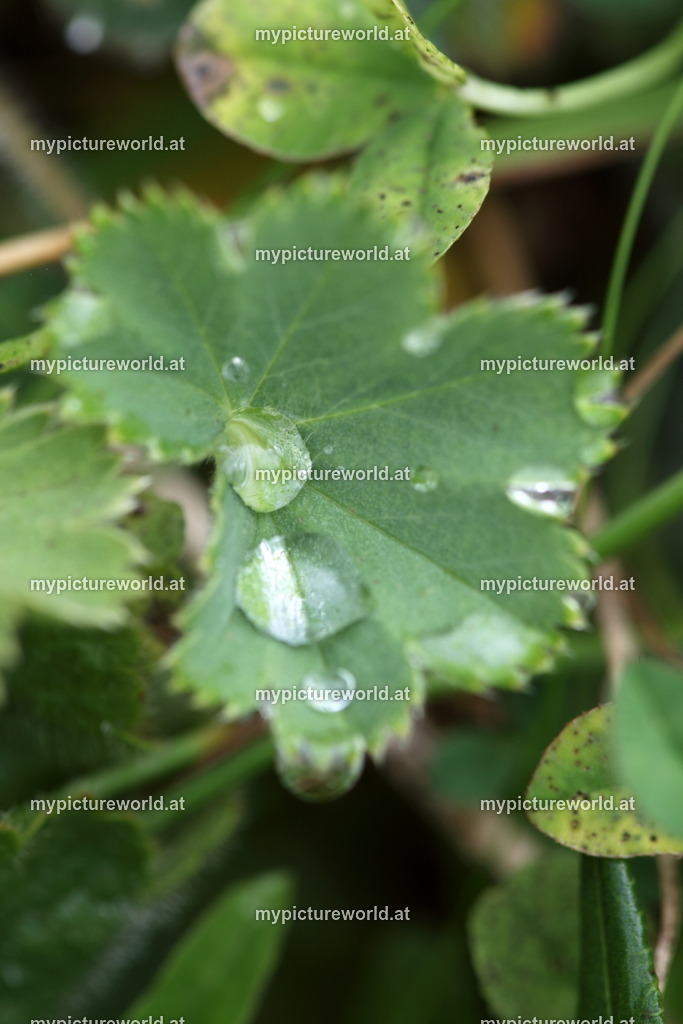 Bergwiesen-Frauenmantel-009 | Das Bilderarchiv über Tiere, Planzen und Landschaften. In der Bilddatenbank finden Sie ein große Auswahl an hochwertigen Bilder für Ihre Werbung - Realisiert mit Pictrs.com