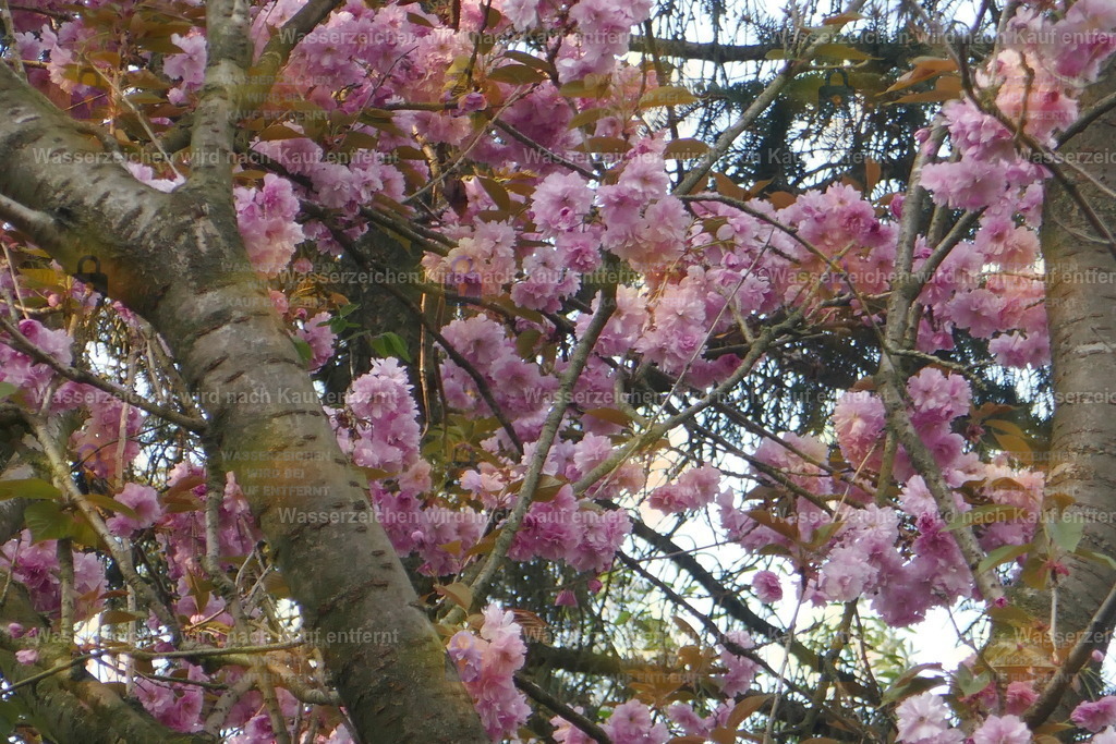 P1100864 | Fotoseite Wolkenblende - Das Hobby fotografieren begleitet mich schon  viele  Jahre. Auf den nächsten Seiten zeige ich ein paar Schnappschüsse der letzten Jahre und es kommen immer neue hinzu. Schau einfach mal rein. - Realisiert mit Pictrs.com