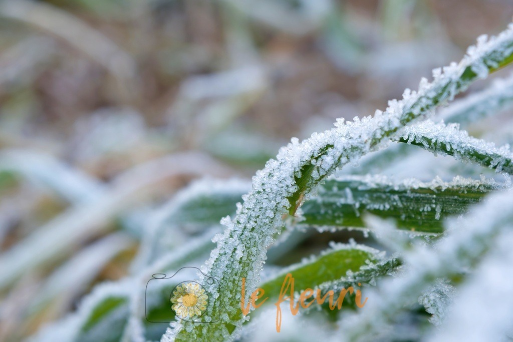 DSC_0274-NEF_DxO_DeepPRIME1 | Dies ist der Shop von Florian Blum - le fleuri. Langenthal, Bern, SchweizSie können hier meine oder ihre eigenen Fotos als Fotoprodukte kaufen. Tassen, Schlüsselanhänger, Taschen etc. können Sie hier gestalten.  - Realisiert mit Pictrs.com