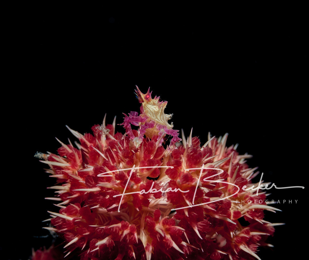 Reich der Stacheln | Einzigartige Wandbilder von faszinierenden Unterwasserwelten. Exklusive Kunst für Empfangsbereiche, Wohnraum oder Wartezimmer. - Realisiert mit Pictrs.com