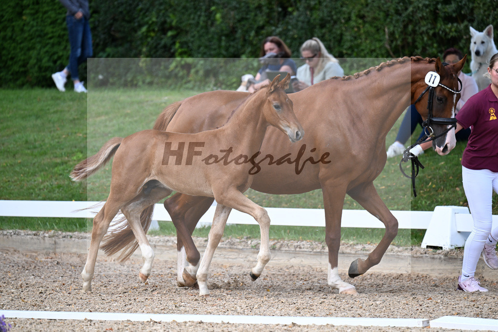 Kat-Nr. 11 Va Bene x Sezuans Donnerhall_HF_Boehm_29250398 | hf-fotografie - Realizzato con Pictrs.com