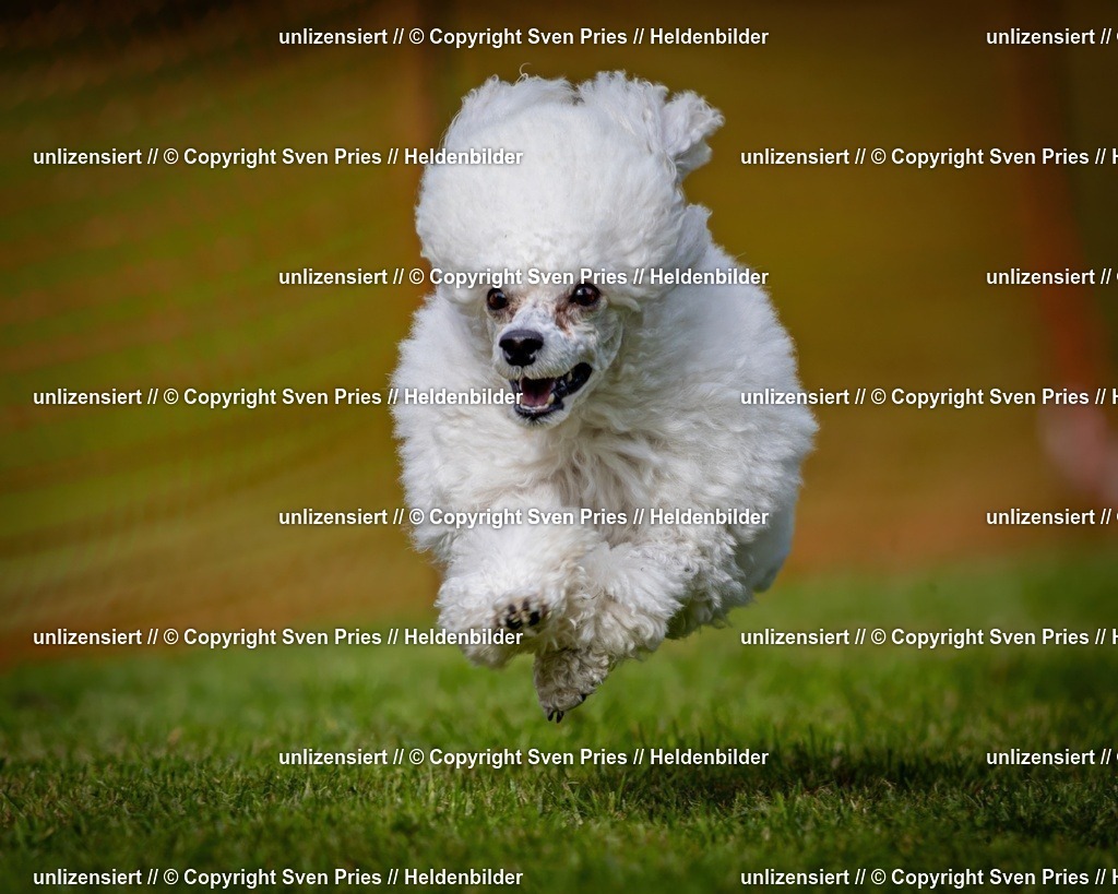 Sven Pries | 2024-09-22 - Hunderennen Baden-BadenPudelverein - Realisiert mit Pictrs.com