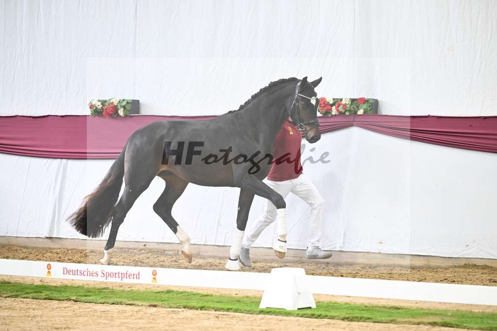 Kat-Nr. 105 Floricello x Sir Donnerhall_Frieder Heilemann_47253515 | hf-fotografie - Realisiert mit Pictrs.com