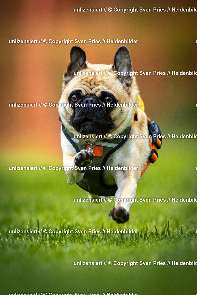 Sven Pries | 2025-09-21 - Hunderennen Baden-Oos - Realisiert mit Pictrs.com