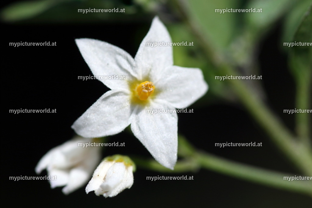 Schwarzer Nachtschatten-007 | Das Bilderarchiv über Tiere, Planzen und Landschaften. In der Bilddatenbank finden Sie ein große Auswahl an hochwertigen Bilder für Ihre Werbung - Realisiert mit Pictrs.com
