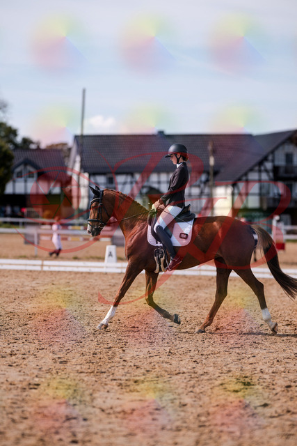 2026_10_03_Siefer-Hof_133248_Z81_89611102 | Professionelle Reitsport-, Turnier- und Eventfotografie von Robert Broda. Galerien mit ausgewählten und bearbeiteten Bildern direkt online ansehen und bestellen.