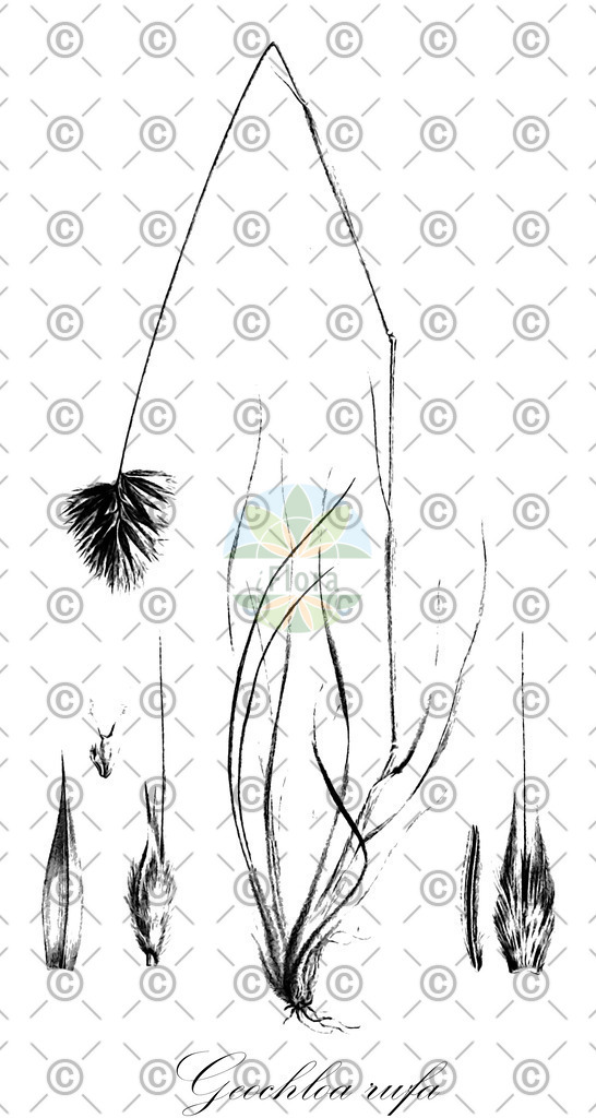 HistAbb_wfo-0000429461_1_ENZY_Simple | Historische Abbildung von Geochloa rufa - Poaceae | Historical Illustration of Geochloa rufa - Poaceae